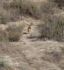 coyote adventure trotting away