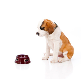 dog dish istockphoto crop