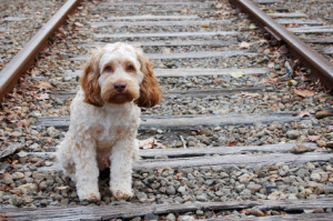 lost dog istockphoto2