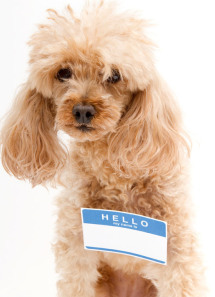 ID dog for HP