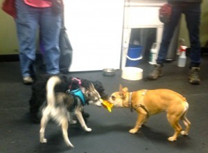 Babette playing!