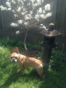 Babette in a zen moment