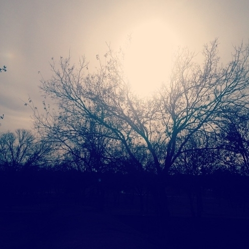 One of my favorite views in winter is tree branches brushing up against a <br />hazy sky.