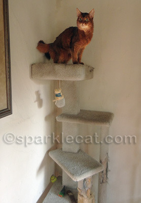I am wondering where my new and improved cat tree is!