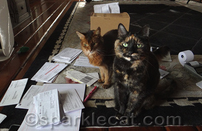 I am up to my paws in paperwork!