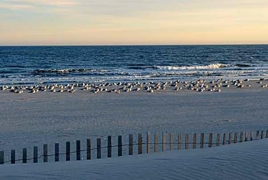 BeachGulls
