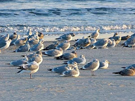 GullsClose