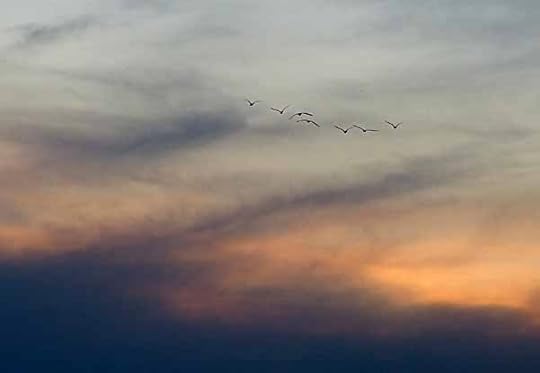 SunsetBirds