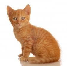  photo images5_zps2edccda6.jpg