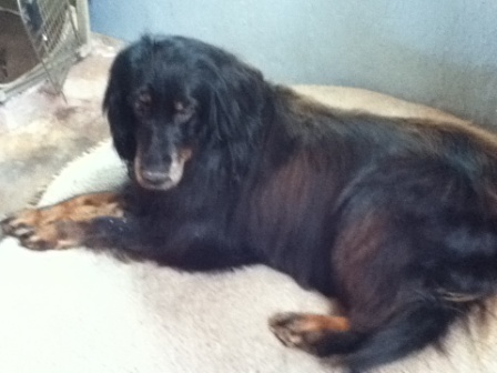 facts: A relaxing dog bed