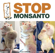 GMO Cause Tumors in Lab Rats
