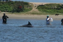 dolphins help fisherman catch fish