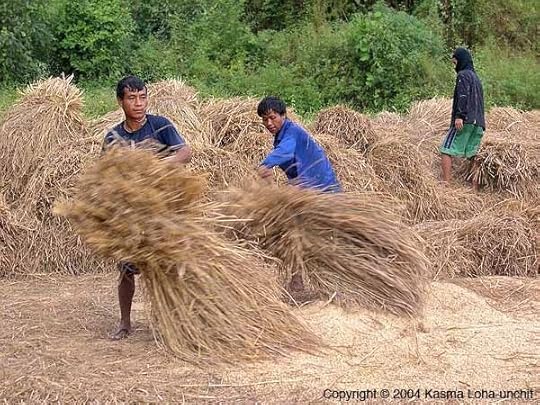 Photo from: http://thaifoodandtravel.com/blog/wp-content/uploads/fs4/threshing-rice.jpg 