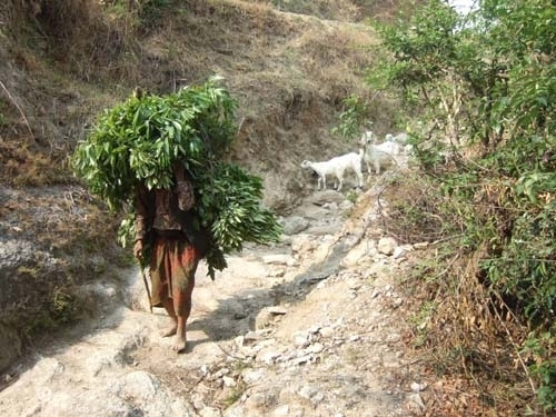 Carrying-Fodder-Home