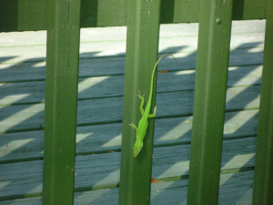 Lizard