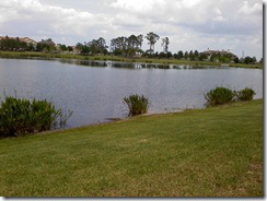 alligator