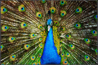 spread-your-feathers