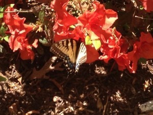 fly
