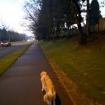 Walking the Dog