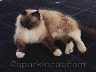 I think there is a third and a fourth cat's worth of fur left.