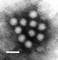 Norovirus. Ten Norovirus particles; this RNA v...