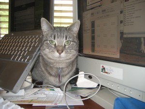 cat_on_desk_computer