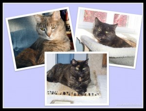 cat_collage_memory