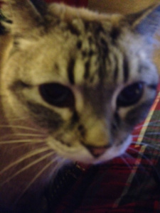 Hi from me Dumbcatte! I am a litele scayred of you but not all the way scarede.