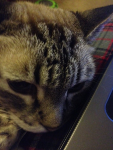 I am thinkinge hard hard. This is my thinkinge fayce, but also my almost asleepe fayce.