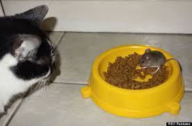 Looke! This mowse eats this catte's fudes! Oh, this would make me sadest. I like my fudes but not for mowses to eat!