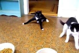 Sometimes my leggs would all go out sidewaysplaces. Momme would laugh but pretende it was coffing because she is nicelaydee.