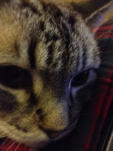 This is me in new home cuddling with mommee. She is warm and soft and pettes my furrs.