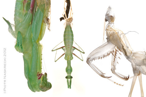 2_Sphodromantis