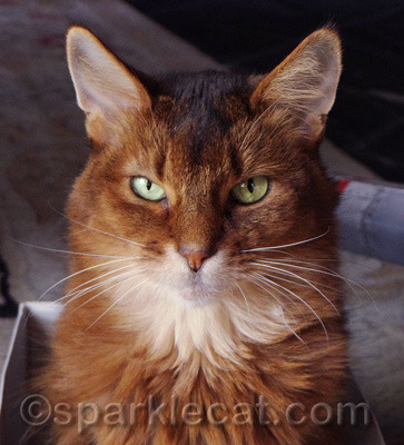 Sadly, my human does not make New Year's resolutions so I can't help her