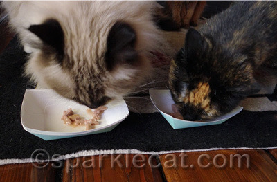 And yes, they did try to steal each other's food