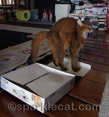 This is the only box my human saved from Christmas