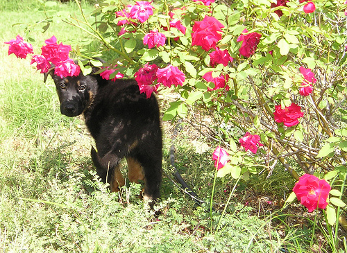 magic w red roses