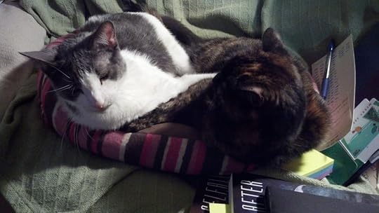 Cat Bed