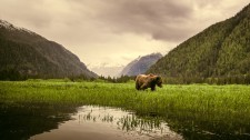 Khutzeymateen Inlet, Northern British Columbia, Canada