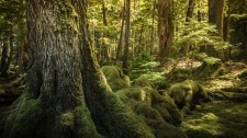 20130724-Haida-Gwaii-3129