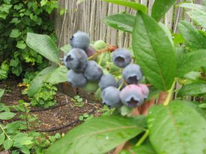 blueberries