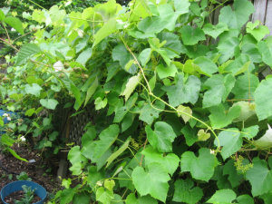 grapes