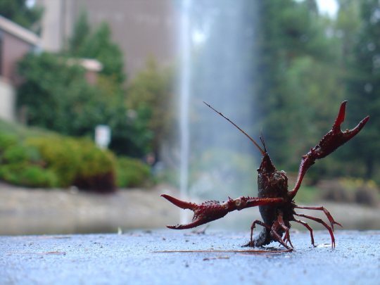 Happy crawdad on the sidewalk - Ta Da by ducktapedlass via Deviant Art