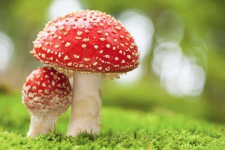 Poisonous Toadstools