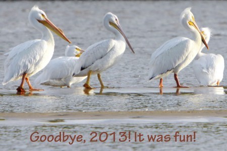 c.2013 Dwight Pattison. All rights reserved. My favorite picture that my husband took this year. Pelicans along the Arkansas River