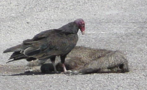 vulture
