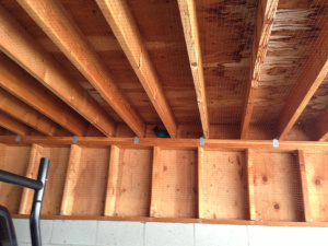 Center: Little Lost Ms. Steller's Jay