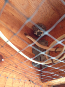 I don't mind wasps, but not in the carport