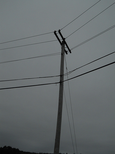 birds not present