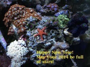 13L31 New Year Stars